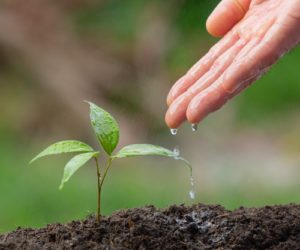 feche-a-foto-da-mao-regando-a-muda-da-planta_1150-28357
