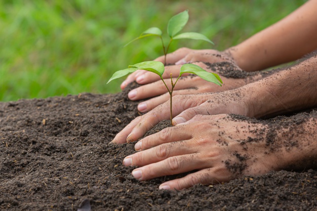 feche-a-foto-da-mao-segurando-o-plantio-da-muda-da-planta_1150-28360