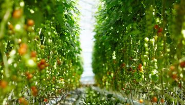 ripening-tomatoes