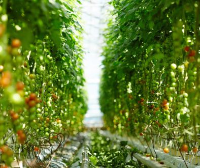 ripening-tomatoes