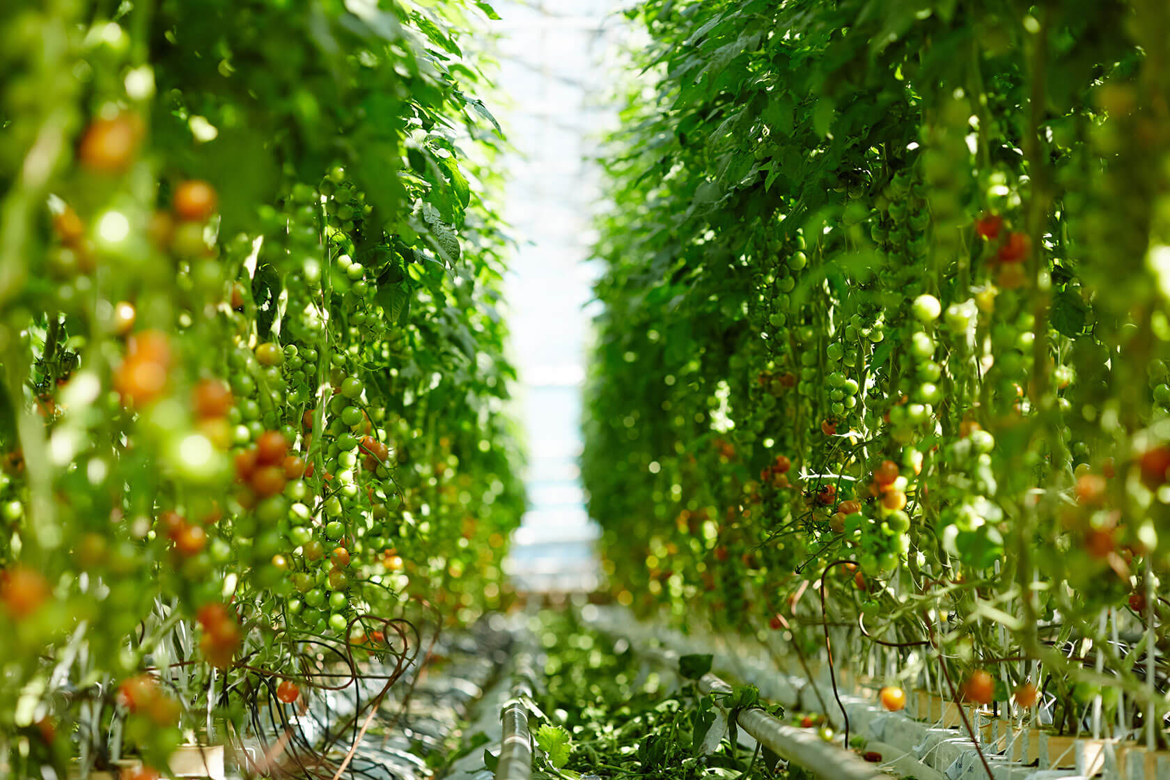 ripening-tomatoes
